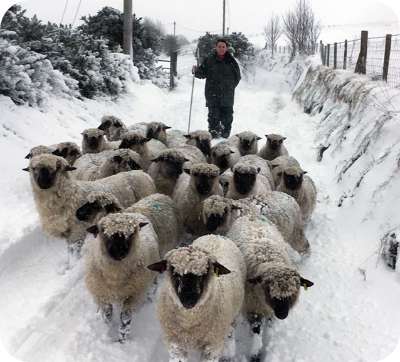 Sheep On farm in Snow
